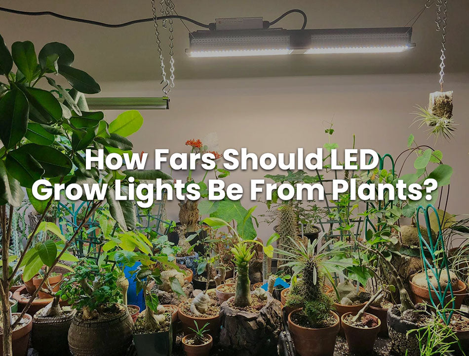 How Far Should LED Grow Lights Be From Plants?