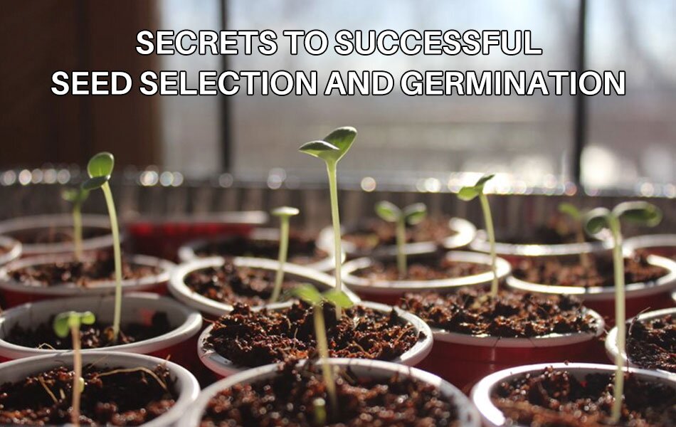 Unveiling the Magic of Seeds: Secrets to Successful Seed Selection and Germination