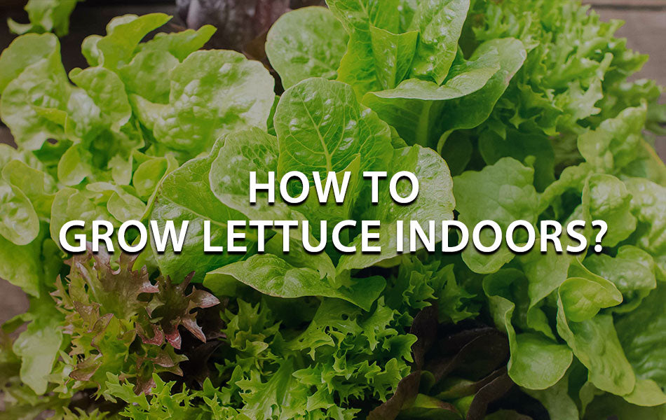 The Ultimate Guide to Grow Lettuce Indoors - Mars Hydro CA