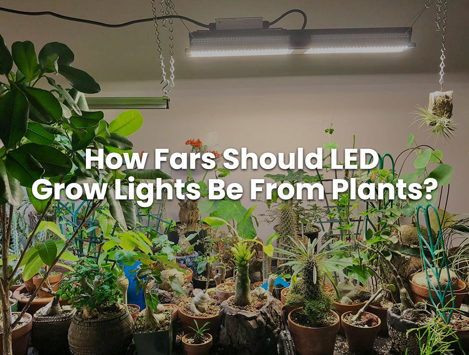 À quelle distance les lumières LED doivent-elles se trouver des plantes ?
