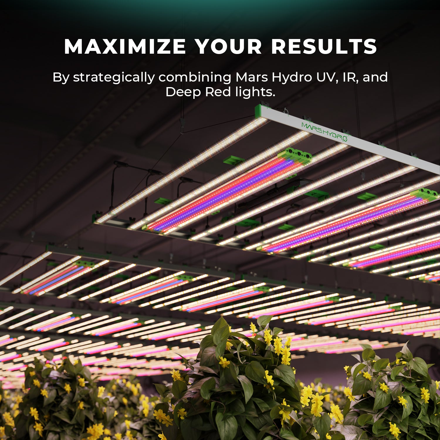 Mars Hydro ADlite UV55 LED Grow Light For UV Supplement Lighting